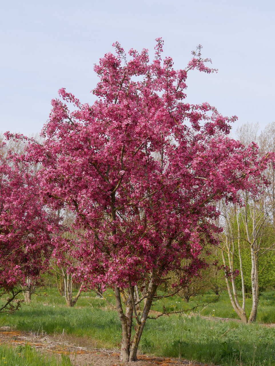 bomen-met-roze-bloesem-de-soorten-op-een-rij-van-den-berk-boomkwekerijen